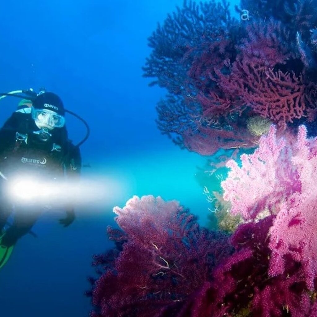 Seal Diving Lights