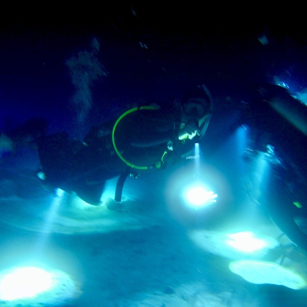 Seal Diving Lights